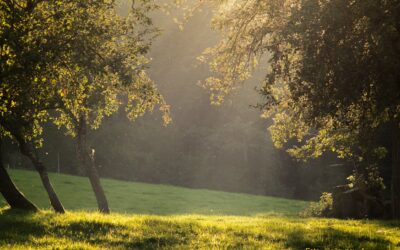 Die positiven Ergebnisse einer friedvollen Einstellung und Kommunikation